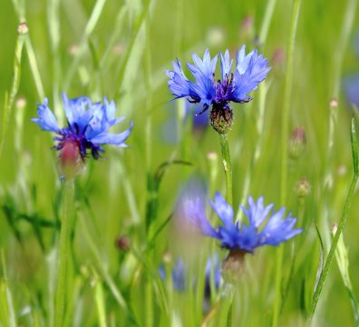 Kornblume (Centaurea cyanea)