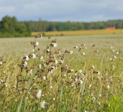 Weiße Lichtnelke (Silene latifolia)