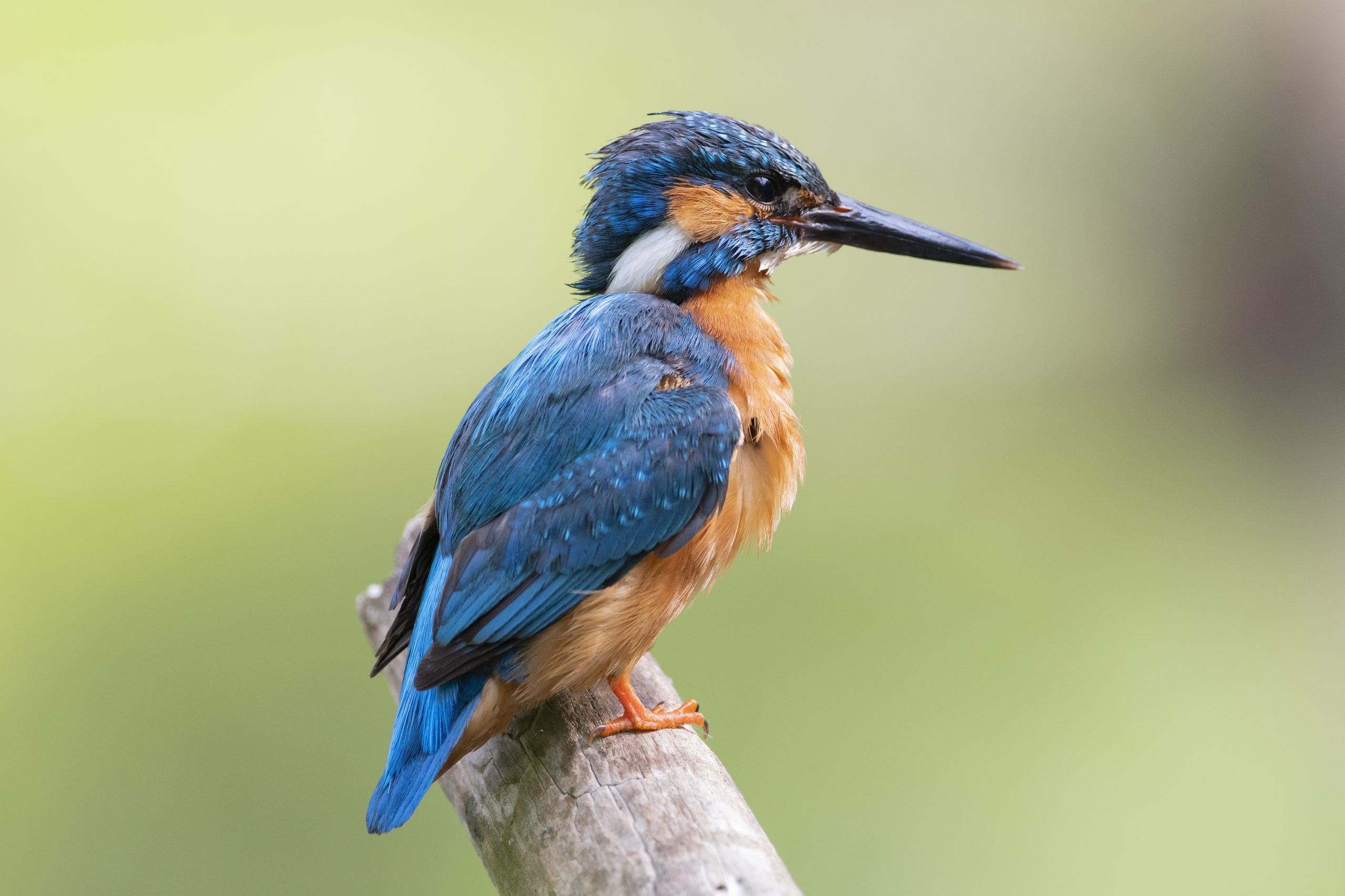 DEUTSCHLANDS PARADIESE – Wildnis im Wandel
