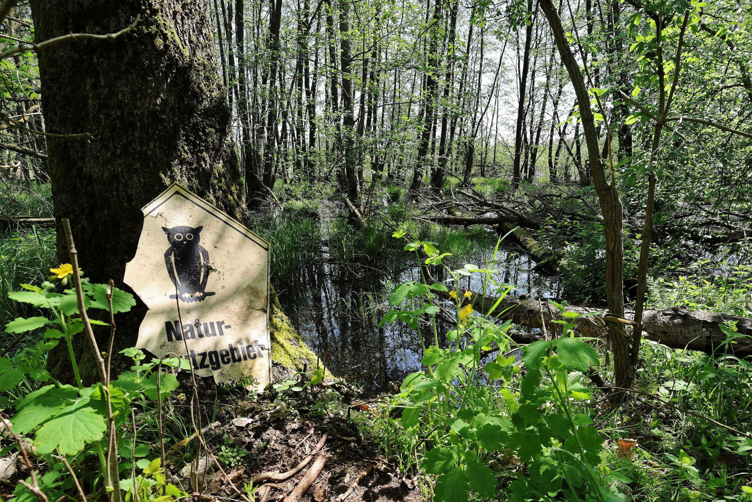 Ökokonto Klinker Plage - Projekt zur Stabiliesierung dauerhaft hoher Wasserstände im Zwischenmoor sowie Extensivierung umliegender Grünflächen