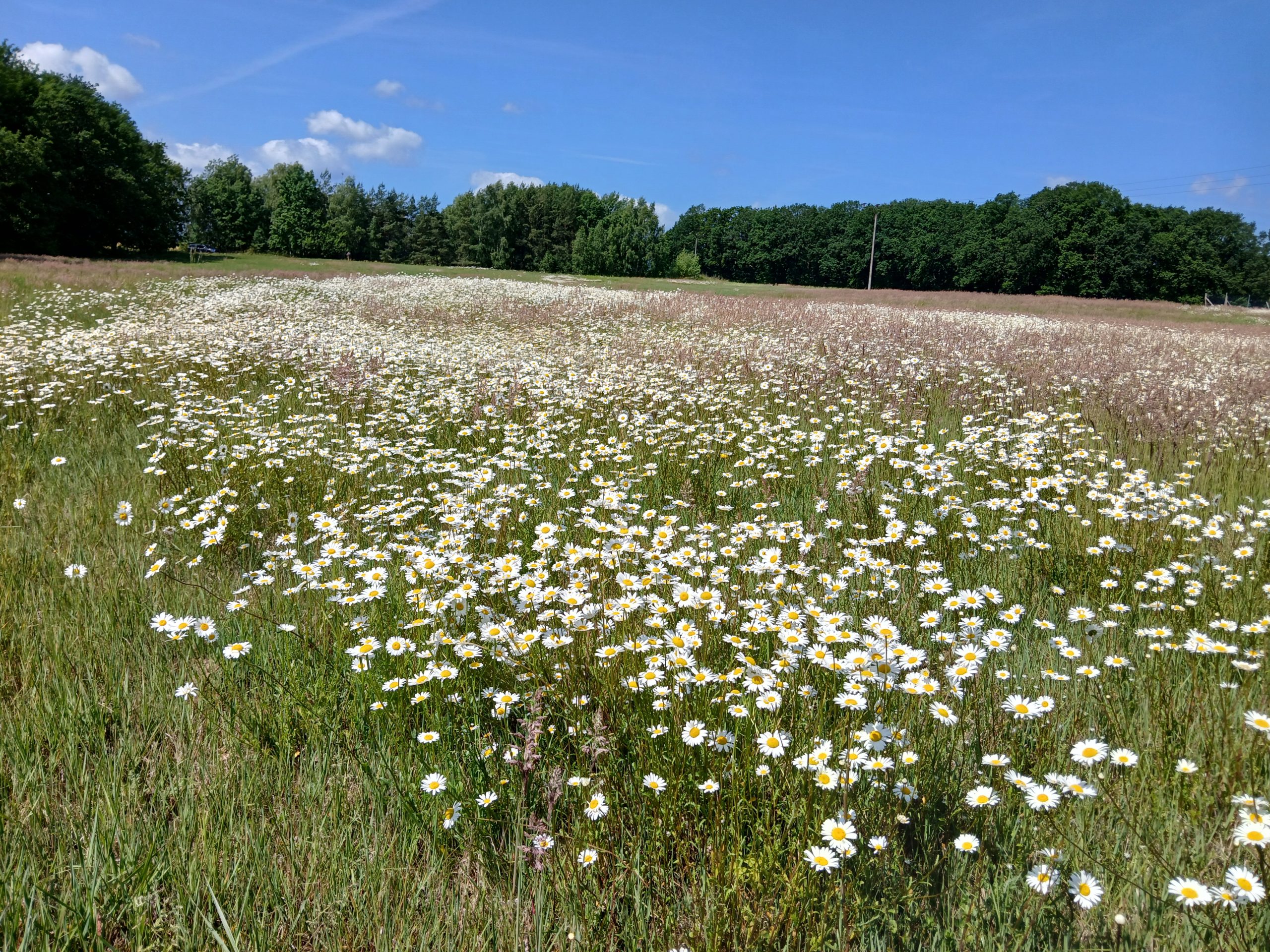 Schonstreifen auf Wiesen – wilde Bänder des Wiesenlebens