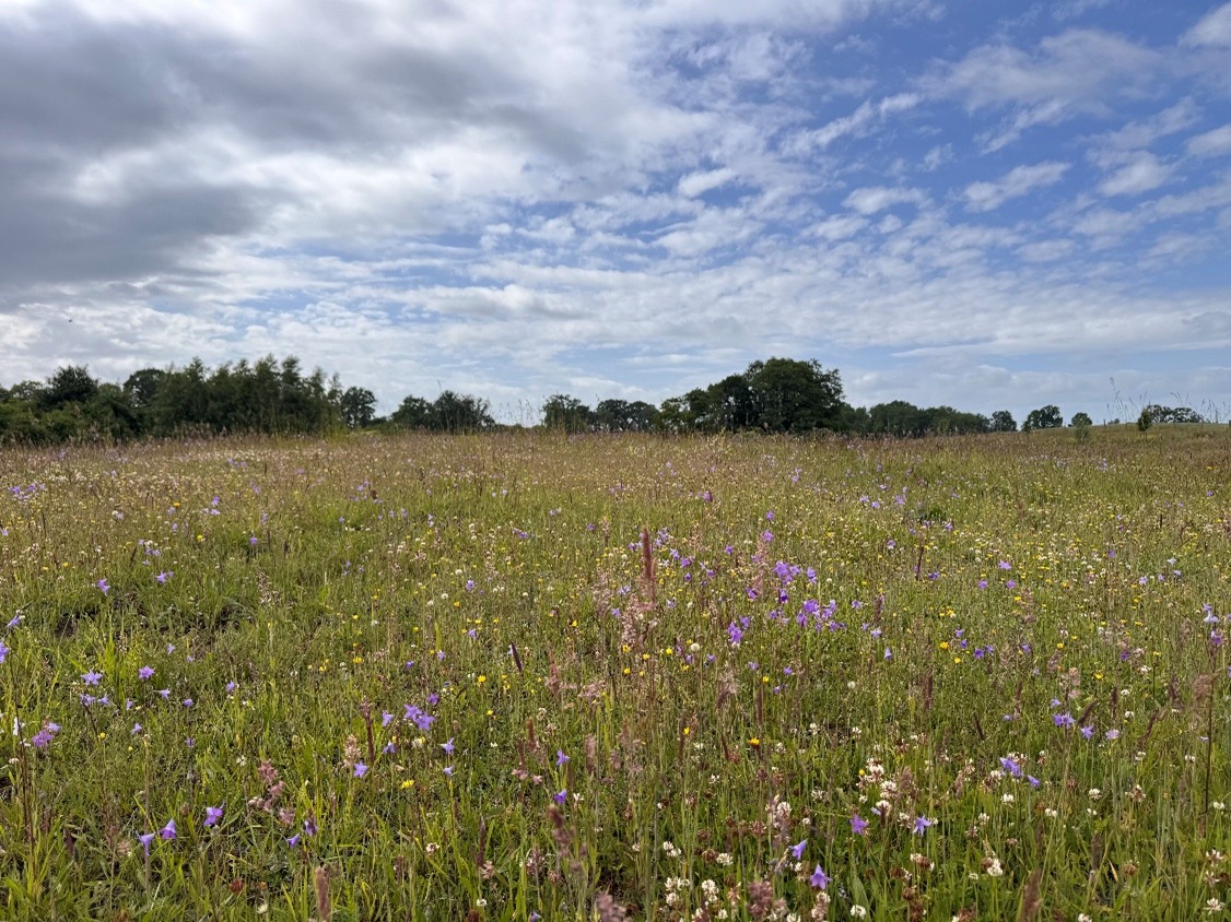 Blütenmeer auf dem Ökokonto Wendorf. Lila blüht die Wiesen-Glockenblume, die im Regiosaatgut enthalten war.