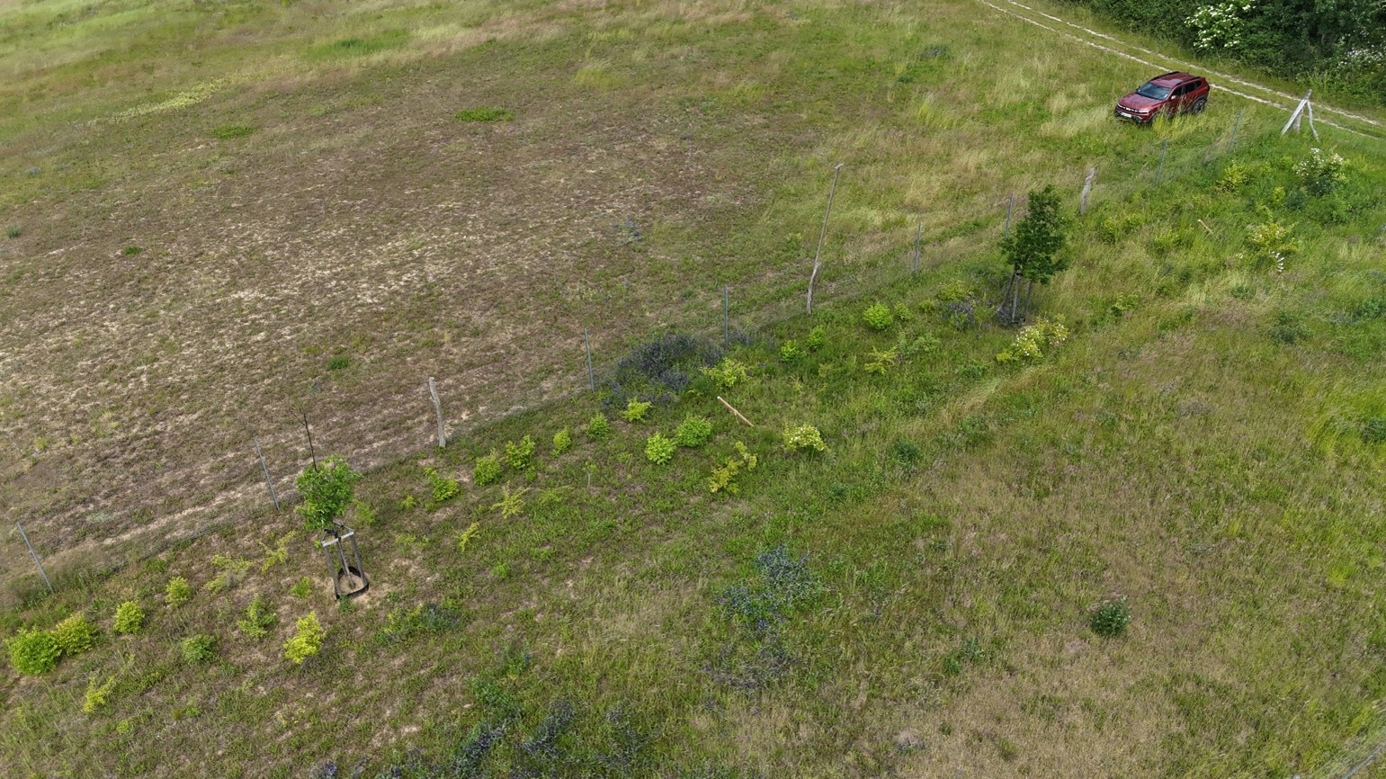 Hecken – Lebensadern der Agrarlandschaft