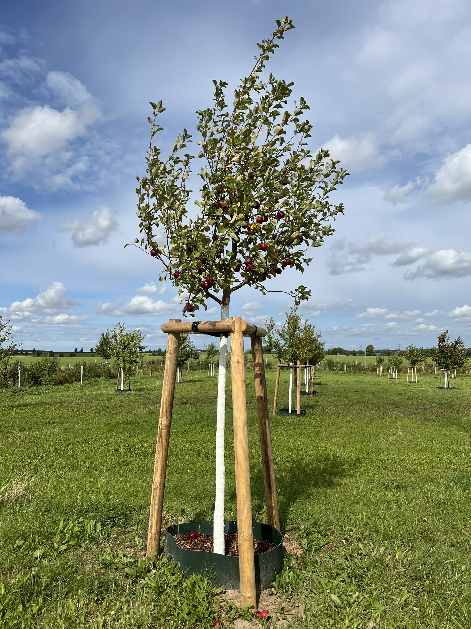 Apfelbaum mit erneuertem Dreibock und Stammschutzanstrich