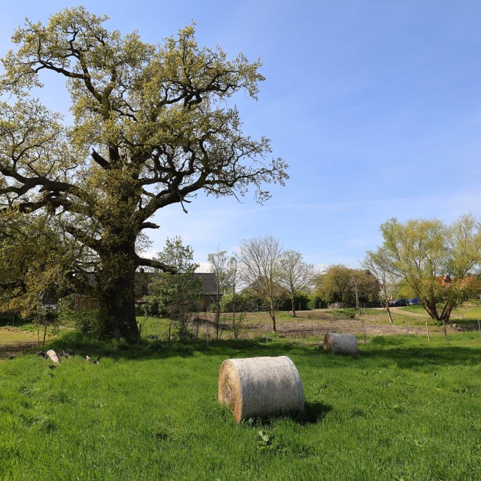Projektfläche mit 400-jährigem Naturdenkmal (Stiel-Eiche)